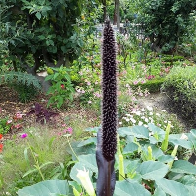 Cenchrus americanus — flower