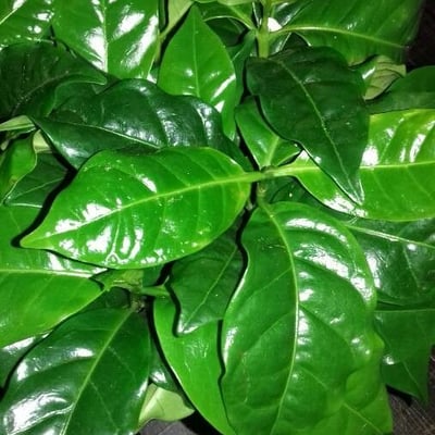 Coffea arabica — flower