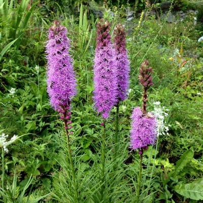 Liatris spicata — flower