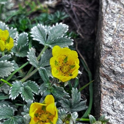 Potentilla nivea — flower