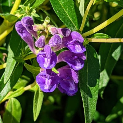Scutellaria baicalensis — flower