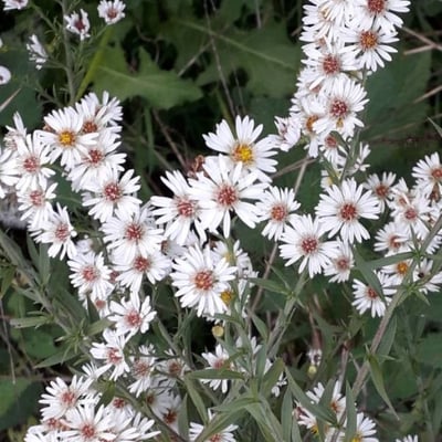 Tripolium pannonicum — flower