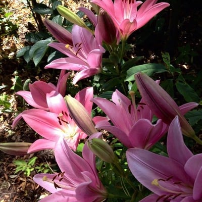 Lilium bulbiferum — flower