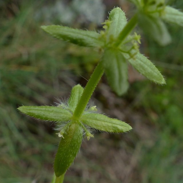 Cruciata pedemontana — flower