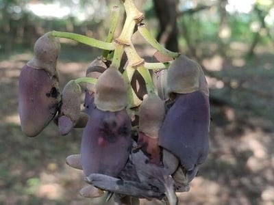 Oxeye bean
