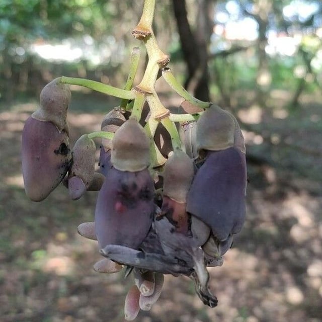 Oxeye bean
