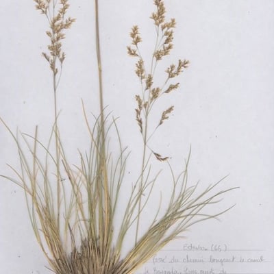 Deschampsia media — habit