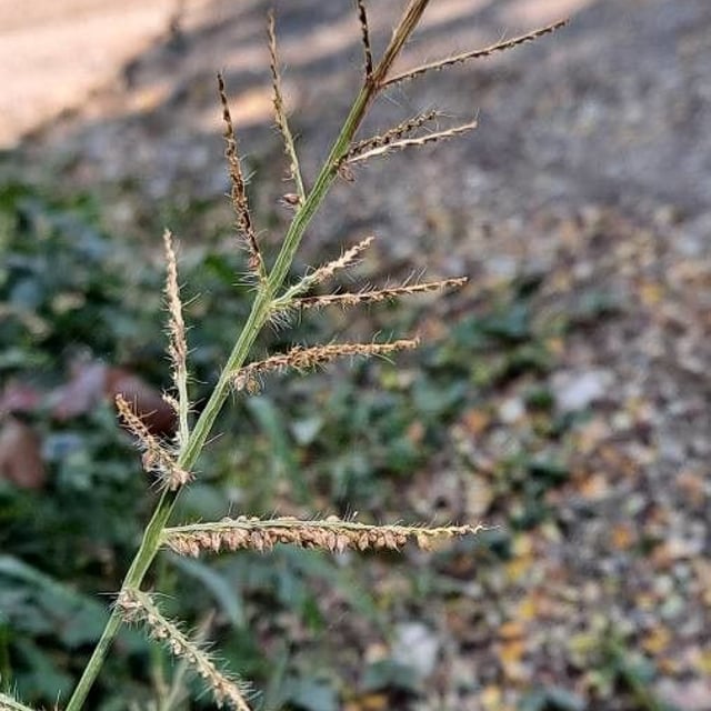 Echinochloa crus-galli — flower