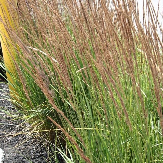 Calamagrostis stricta — flower