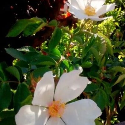 Rosa arvensis — flower