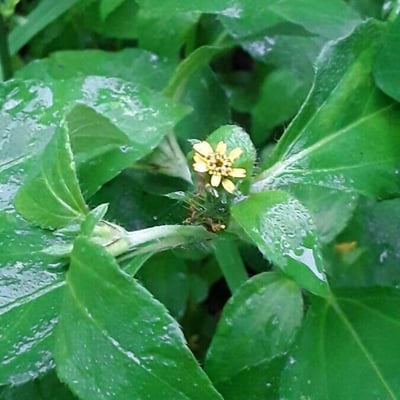 Synedrella nodiflora — flower