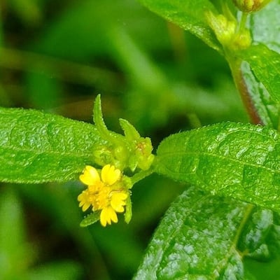 Sigesbeckia orientalis — flower