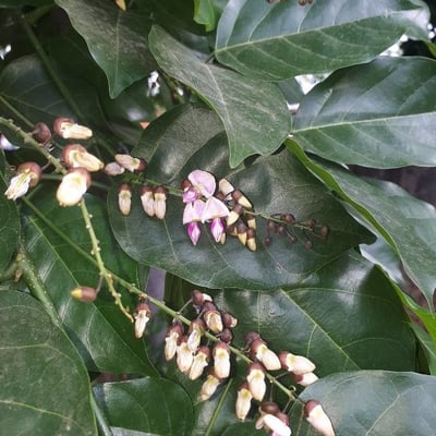Pongamia pinnata — flower