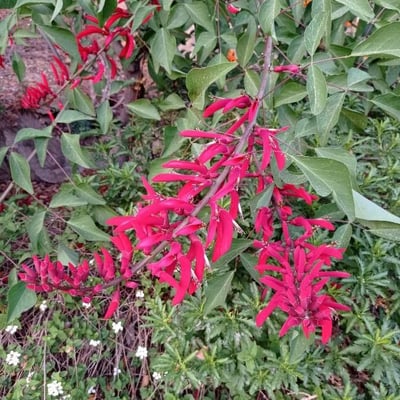 Erythrina herbacea — flower