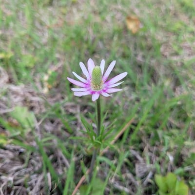 Anemone berlandieri — flower