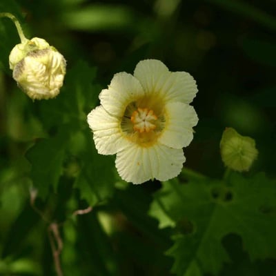 Momordica balsamina — flower