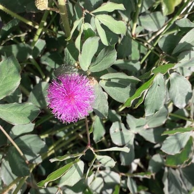 Mimosa albida — flower