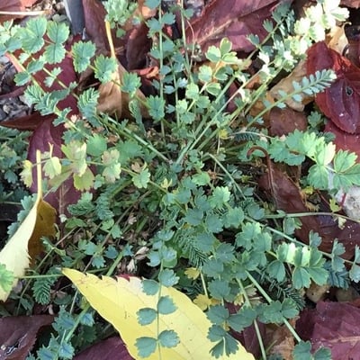 Sanguisorba verrucosa — leaf