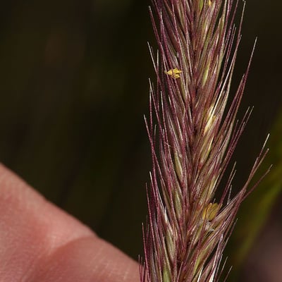 Hordeum brachyantherum — flower
