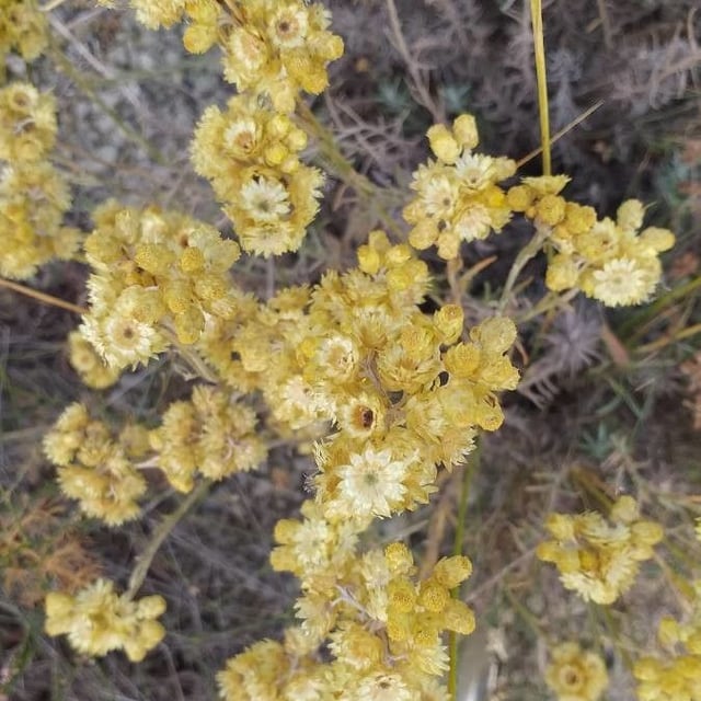 Helichrysum stoechas — flower
