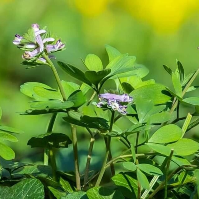 Corydalis pumila — flower
