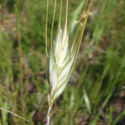 Triticum monococcum — flower