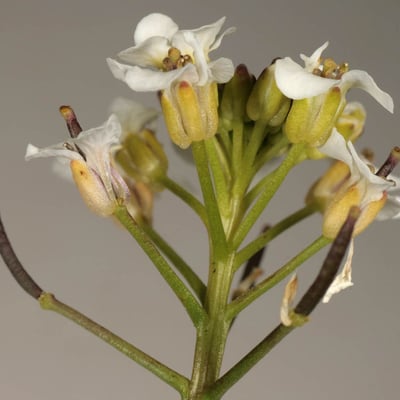 Nasturtium microphyllum — flower