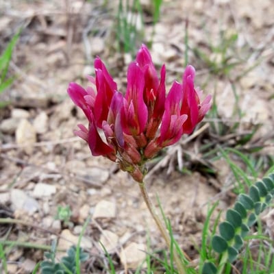 Astragalus incanus — flower