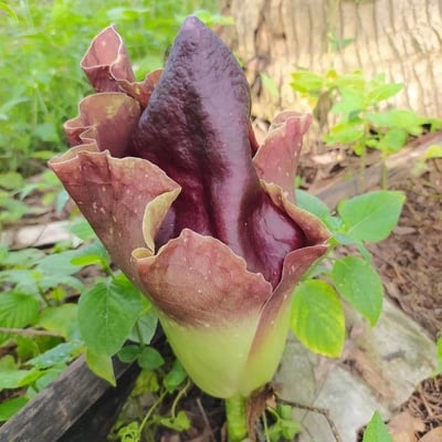 Amorphophallus paeoniifolius — flower