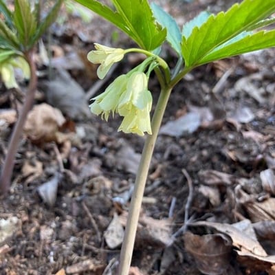 Cardamine enneaphyllos — flower