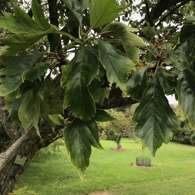 Crataegus pinnatifida — leaf