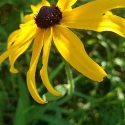 Rudbeckia hirta — flower