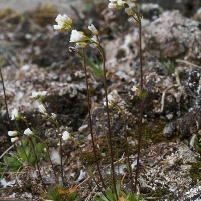 Draba fladnizensis — habit