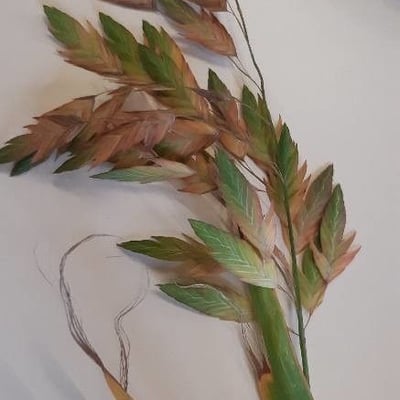 Chasmanthium latifolium — flower