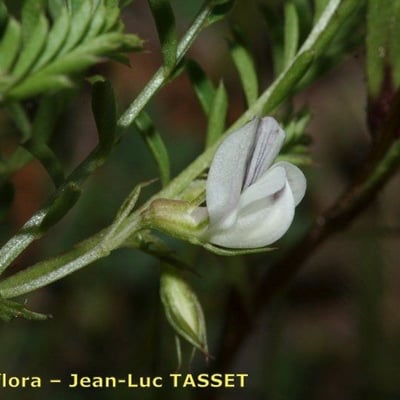 Vicia ervilia — flower
