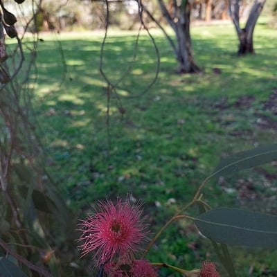 Eucalyptus leucoxylon — flower