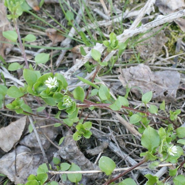 Eclipta prostrata — flower
