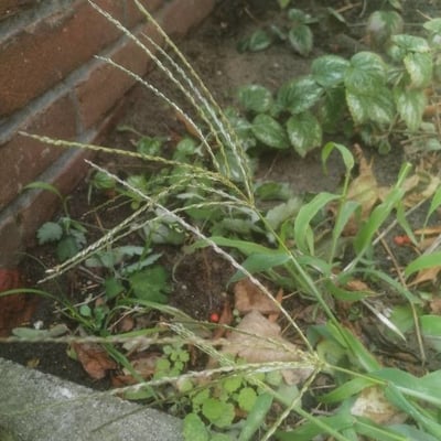 Digitaria ciliaris — flower