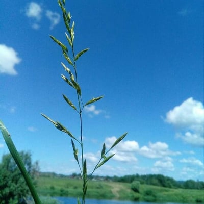 Festuca pratensis — flower