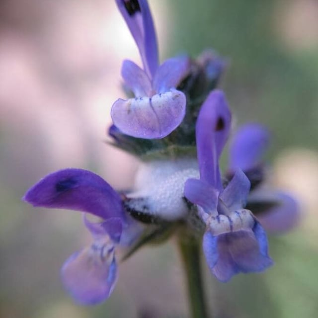 Salvia verbenaca — flower