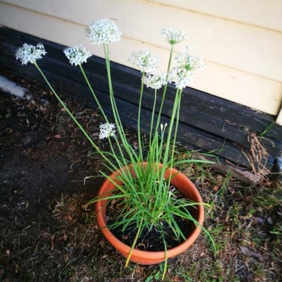 Allium tuberosum — flower