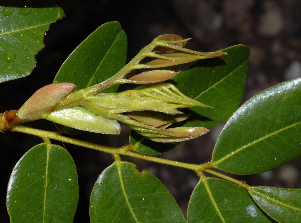Machaerium stipitatum