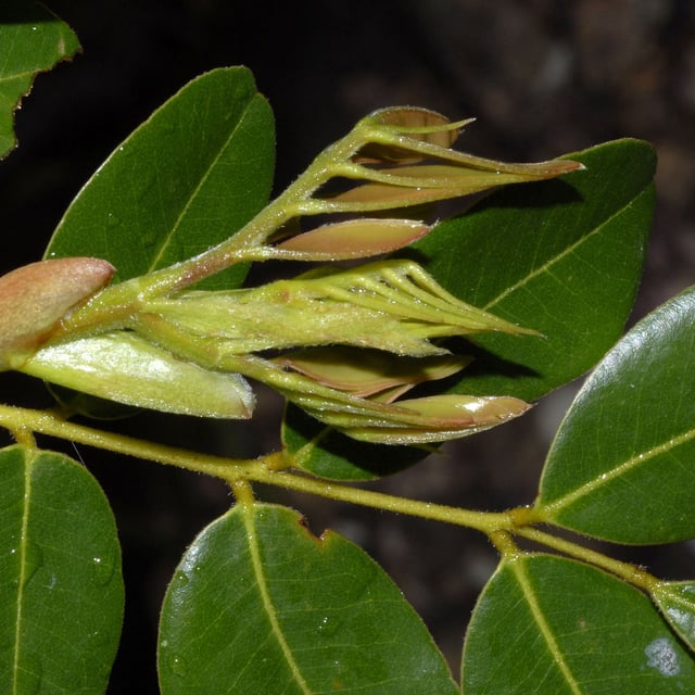 Machaerium stipitatum