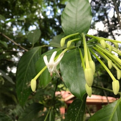 Posoqueria latifolia — flower