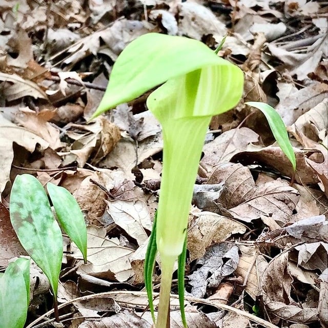 Arisaema triphyllum — flower