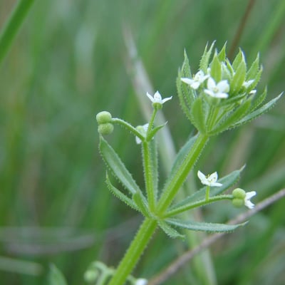 Galium tricornutum — flower