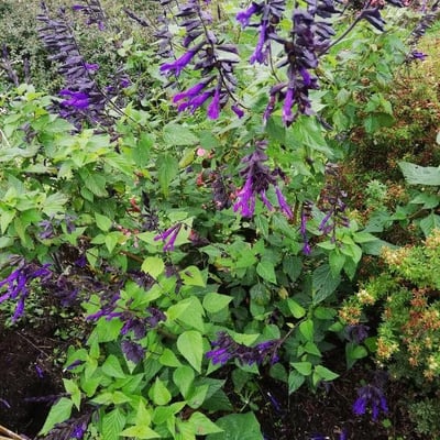 Salvia farinacea — flower