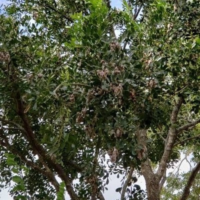 Dermatophyllum secundiflorum — leaf