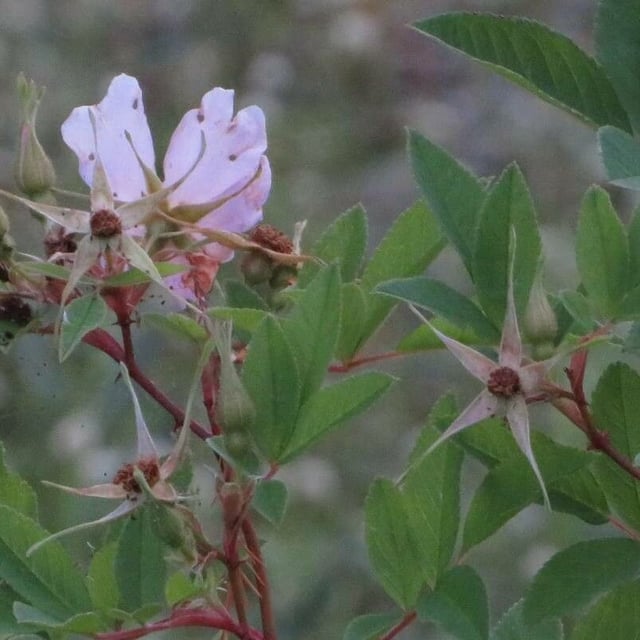 Rosa palustris — flower