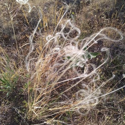 Stipa pennata — flower